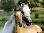 Chevaux