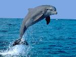 Dauphin